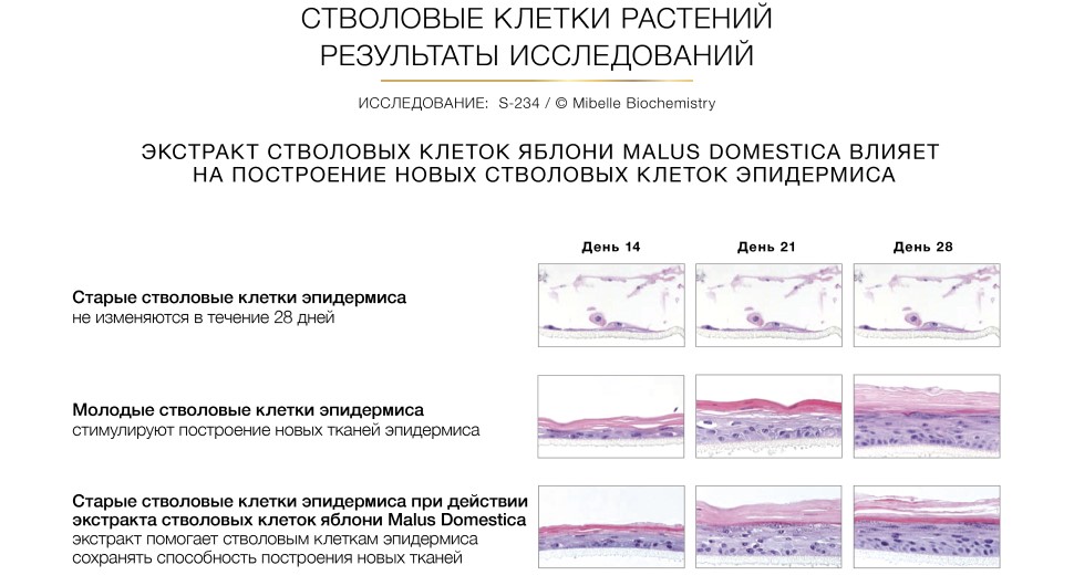 Ингредиенты