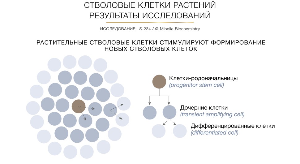Ингредиенты
